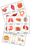 Human Organs 3-Part Montessori Cards – Printable Anatomy Classification Set - Mombrite