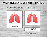Human Organs 3-Part Montessori Cards – Printable Anatomy Classification Set - Mombrite
